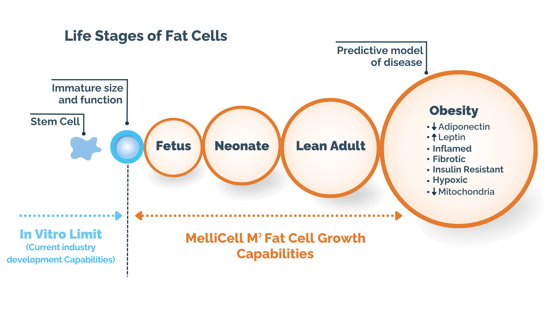 image illustration of the effects of obese adiposytes